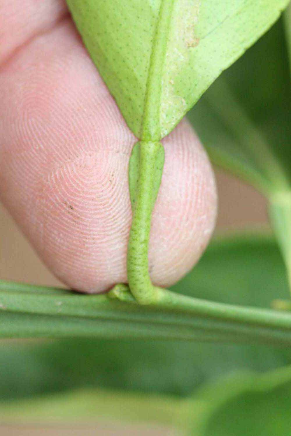              Petiole (Riverside, CA)       